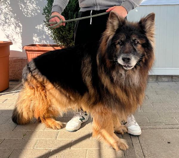 ELVIS PASTORE TEDESCO Foto 2